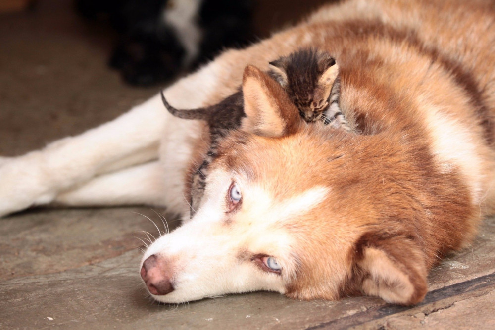 Beslediği kedi ve köpekler mahkemelik etti!