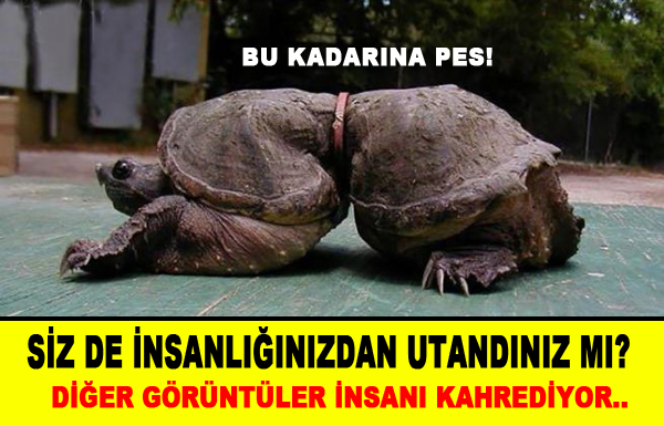 İnsanlıktan utandıran görüntüler!